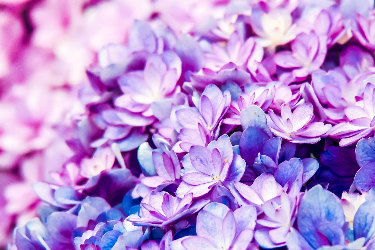 Hortensia Hortensia